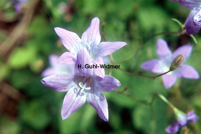 Campanula patula