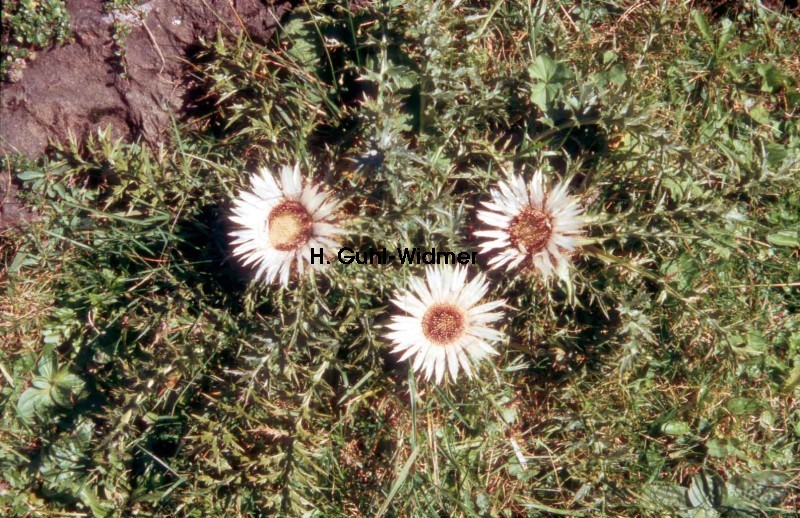 Carlina acaulis 01