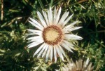 Carlina acaulis 02