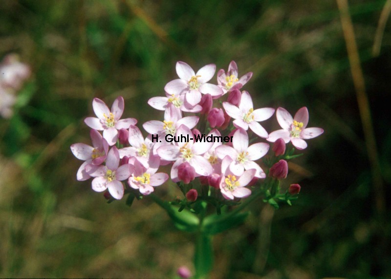 Centaurium erythraea