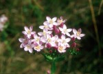 Centaurium erythraea