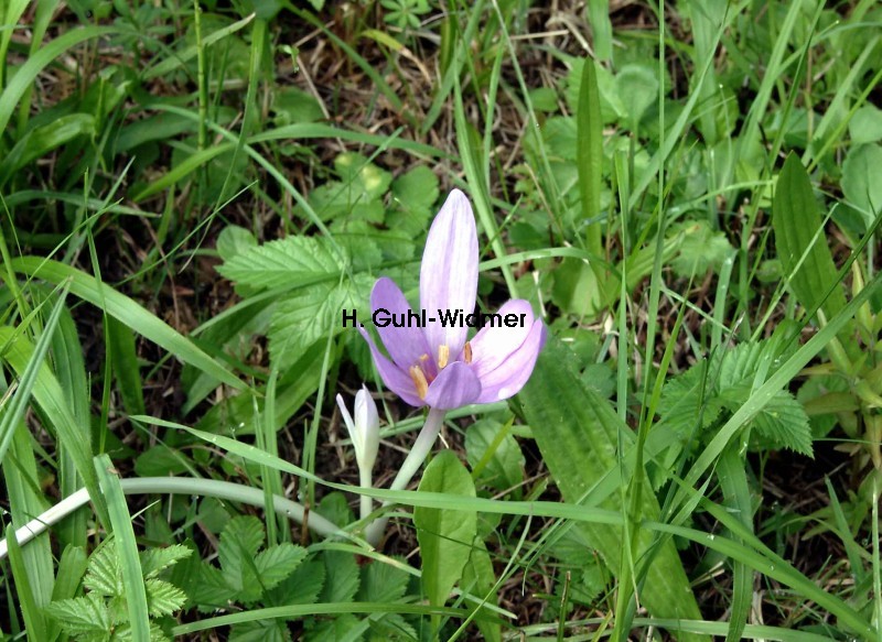 Colchicum autumnale