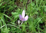 Colchicum autumnale