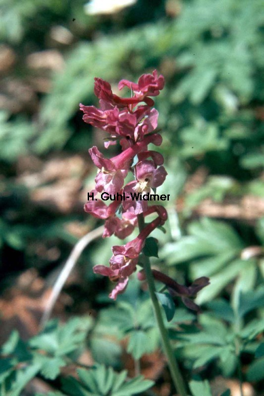 Corydalis cava