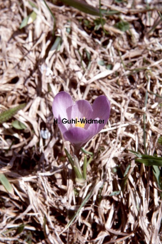 Crocus albiflorus 01