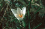 Crocus albiflorus 02