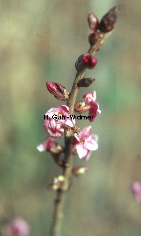 Daphne mezereum 01