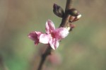 Daphne mezereum 02