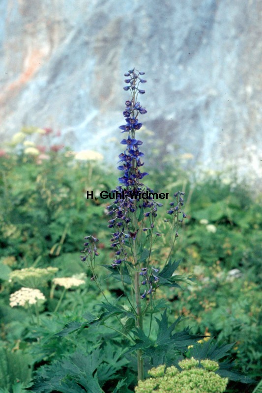 Delphinium elatum