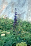 Delphinium elatum