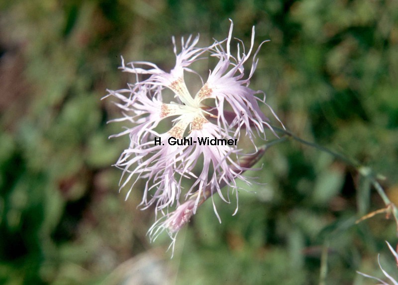 Dianthus superbus