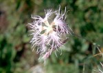 Dianthus superbus