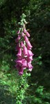 Digitalis purpurea