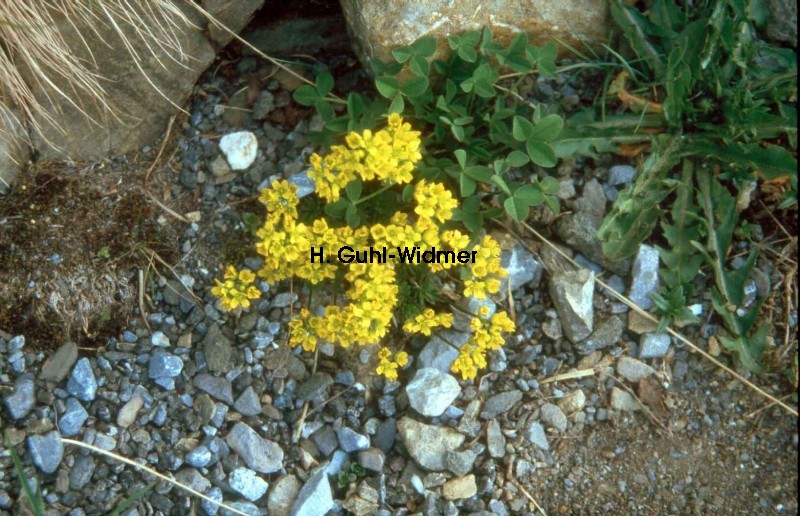 Draba aizoides