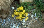 Draba aizoides