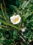 Dryas octopetala