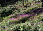 Epilobium angustifolium 01