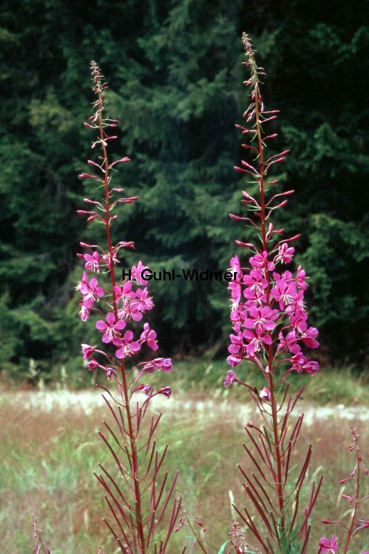 Epilobium angustifolium 02