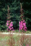 Epilobium angustifolium 02