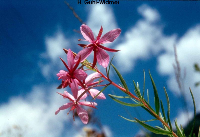 Epilobium fleischeri