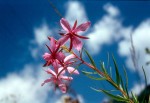 Epilobium fleischeri