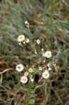 Erigeron annuus