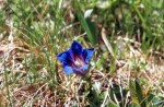 Gentiana acaulis 01