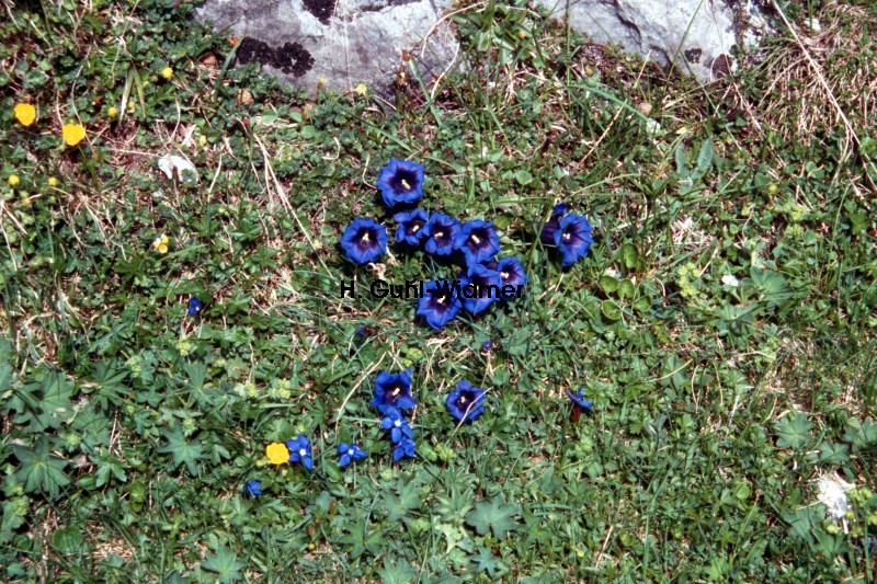 Gentiana acaulis 02