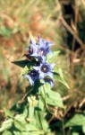 Gentiana asclepiadea 01
