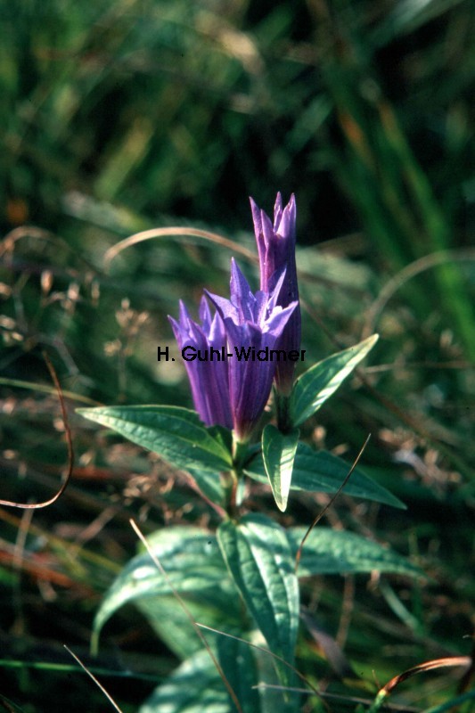 Gentiana asclepiadea 02