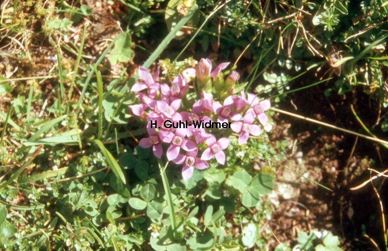 Gentiana campestris