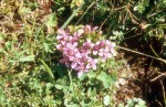 Gentiana campestris