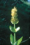 Gentiana lutea