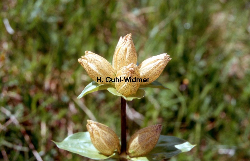 Gentiana punctata