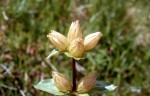 Gentiana punctata