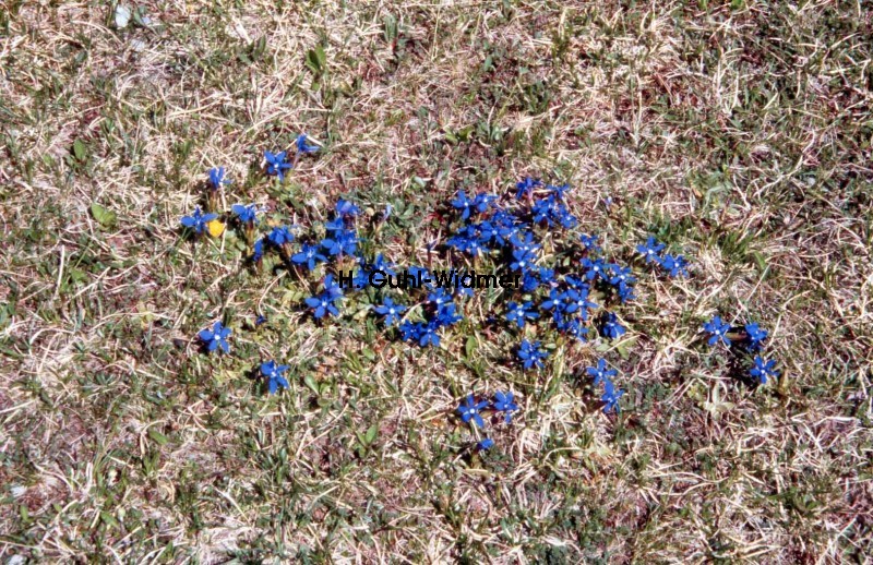 Gentiana verna