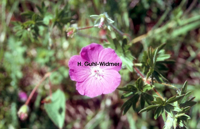 Geranium sanguineum