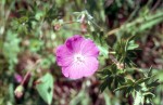 Geranium sanguineum