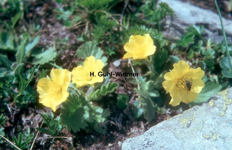 Geum montanum