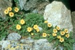 Geum reptans