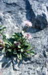 Globularia cordifolia