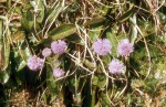 Globularia nudicaulis