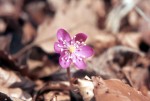 Hepatica nobilis rosa