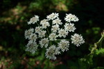 Heracleum sphondylium 01