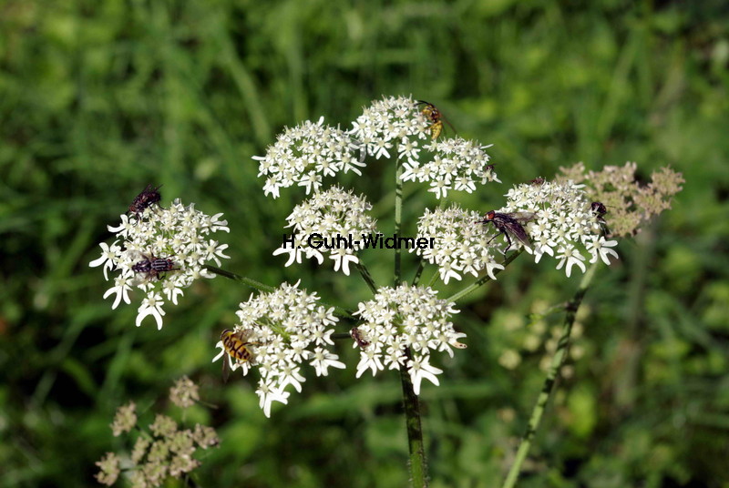 Heracleum sphondylium 02