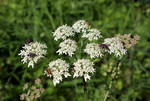 Heracleum sphondylium 02