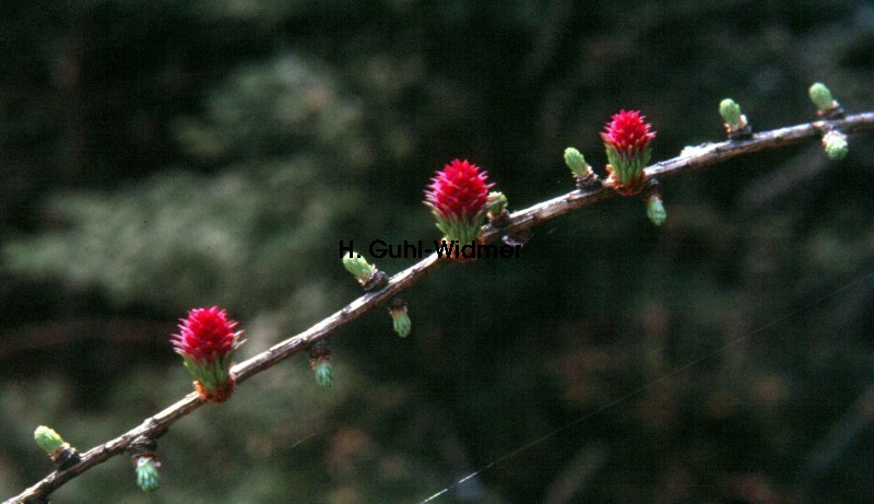 Larix decidua Blte