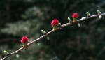 Larix decidua Blte