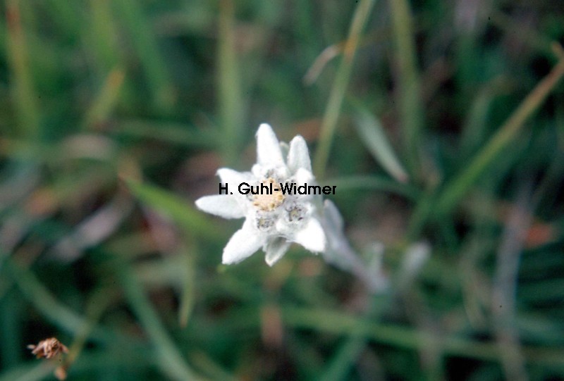 Leontopodium alpinum 02