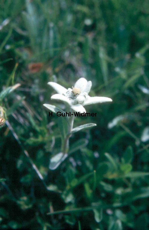 Leontopodium alpinum 03